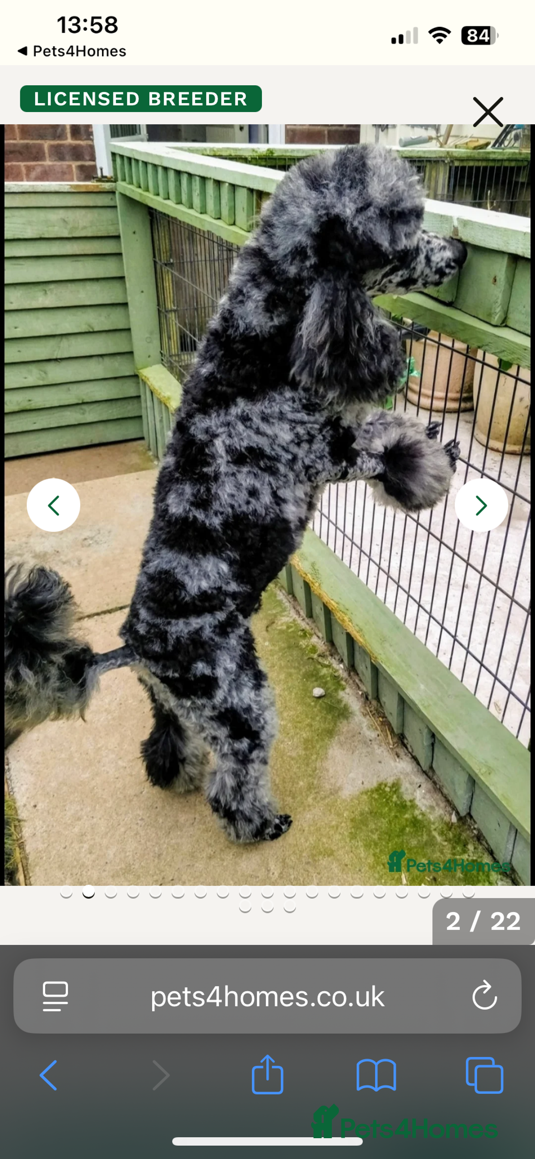 Labradoodle dogs for sale: 5 ⭐️ licensed Home breeder - Advert 27