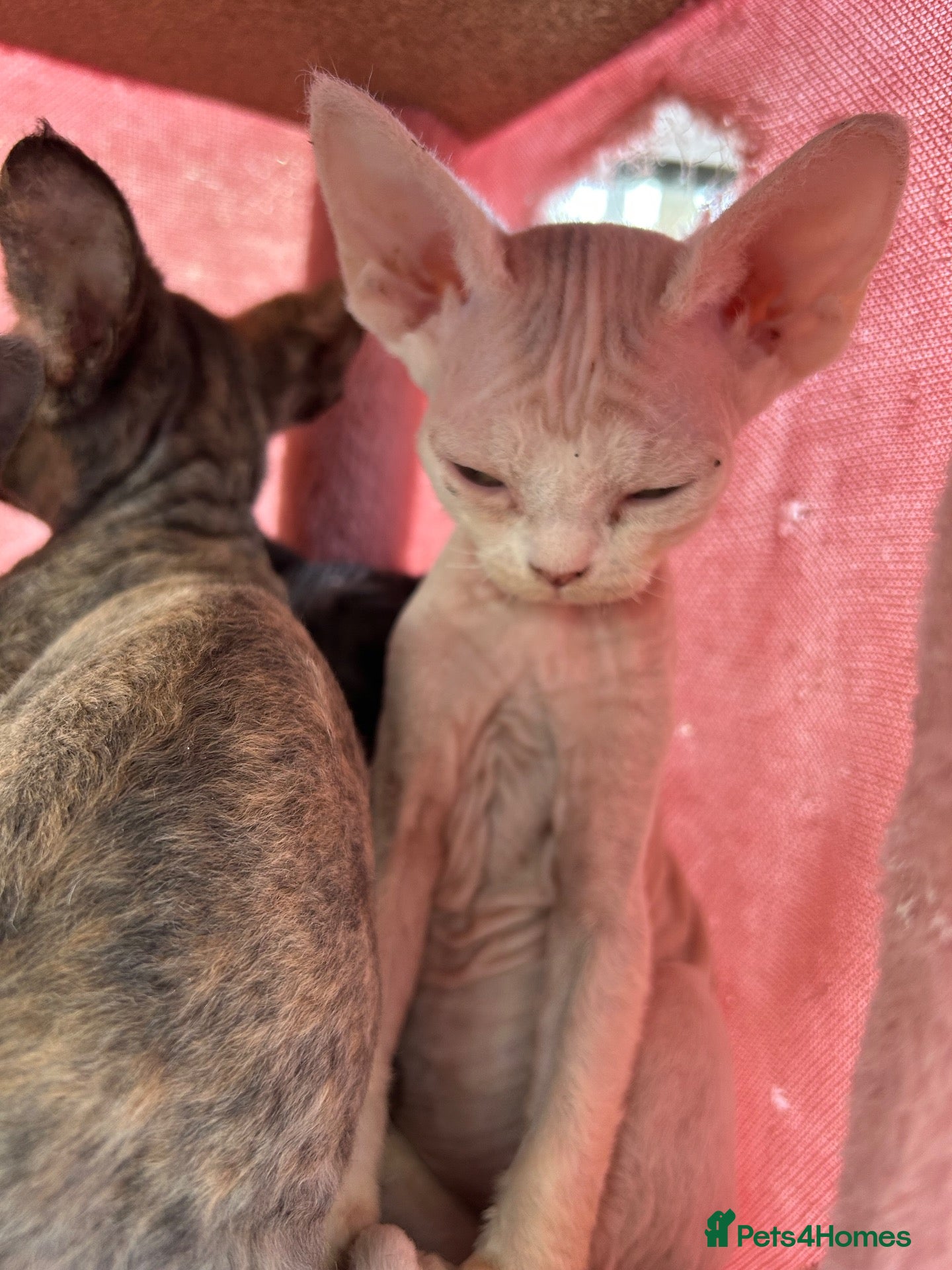 Devon Rex cats Fife reg Devon Rex kittens  - Advert 11