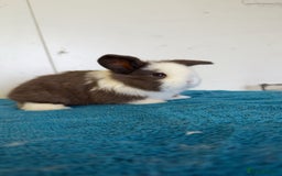 Mini Lop rabbits for sale: Pure mini lops for reserve  - Image 8