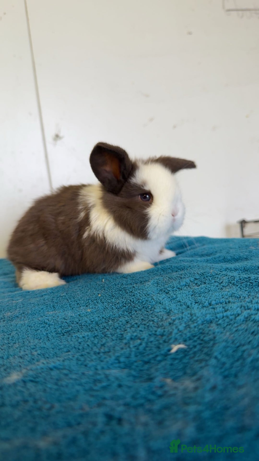 Mini Lop rabbits for sale: Pure mini lops for reserve  - Image 8