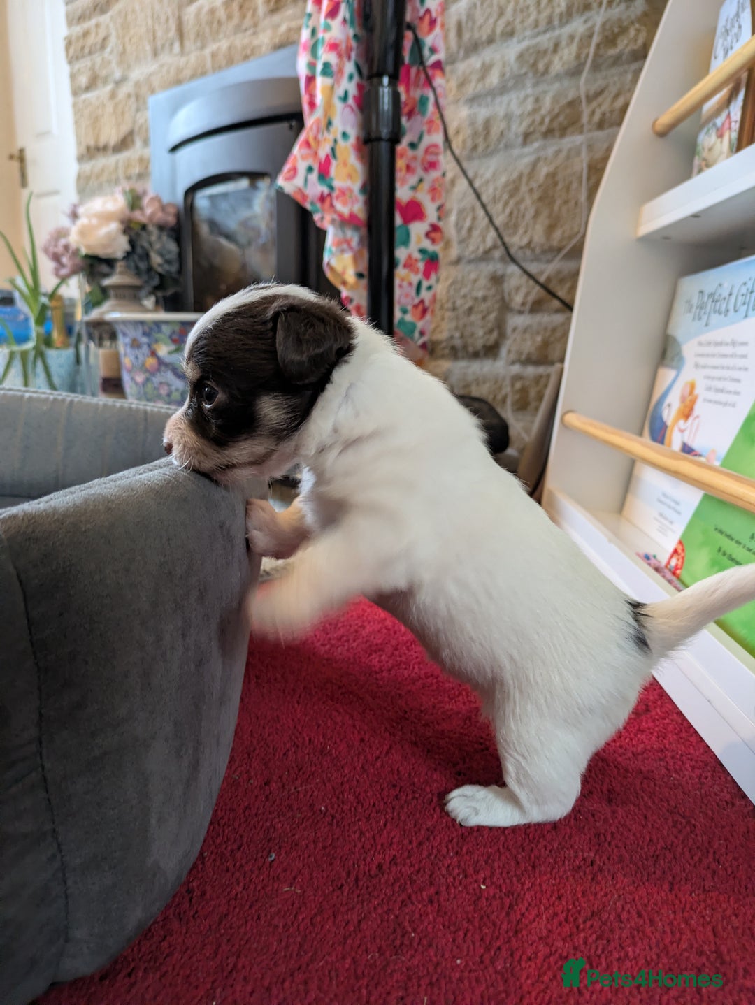 Mixed Breed dogs for sale: Pretty long soft coated Terrier Bitch - Advert 8