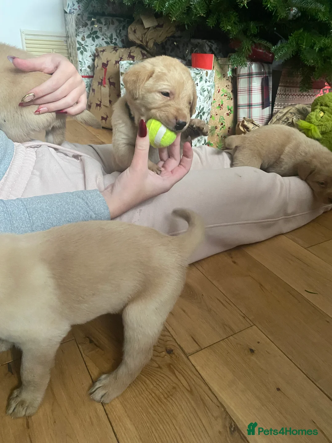 Labrador Retriever dogs for sale: * SOLD * Stunning litter of 9 golden labradors  - Advert 22
