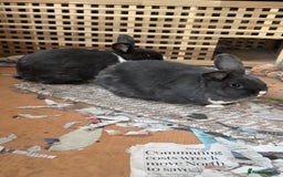 Dutch rabbits for sale: 2 male rabbits, hutch and more  - Image 1