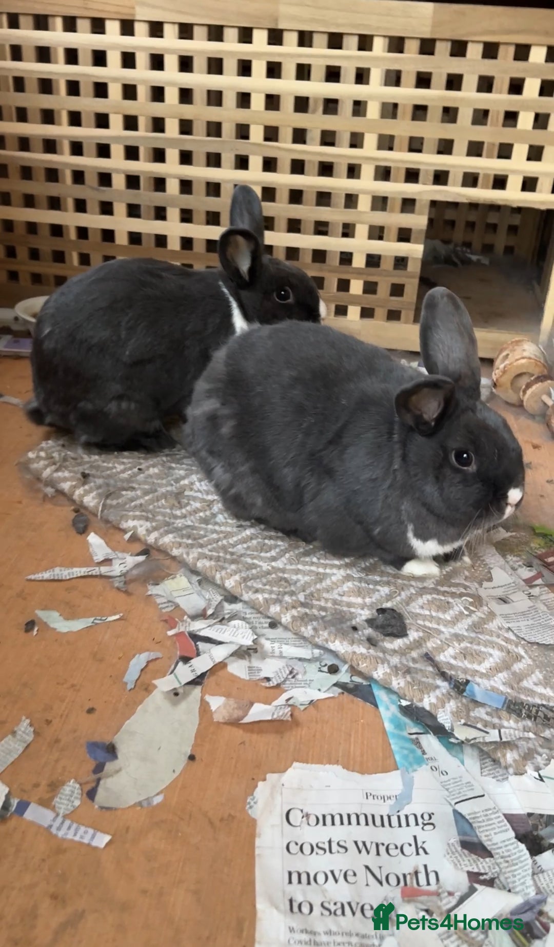 Dutch rabbits for sale: 2 male rabbits, hutch and more  - Image 1