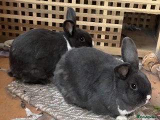 Dutch rabbits - Advert 8