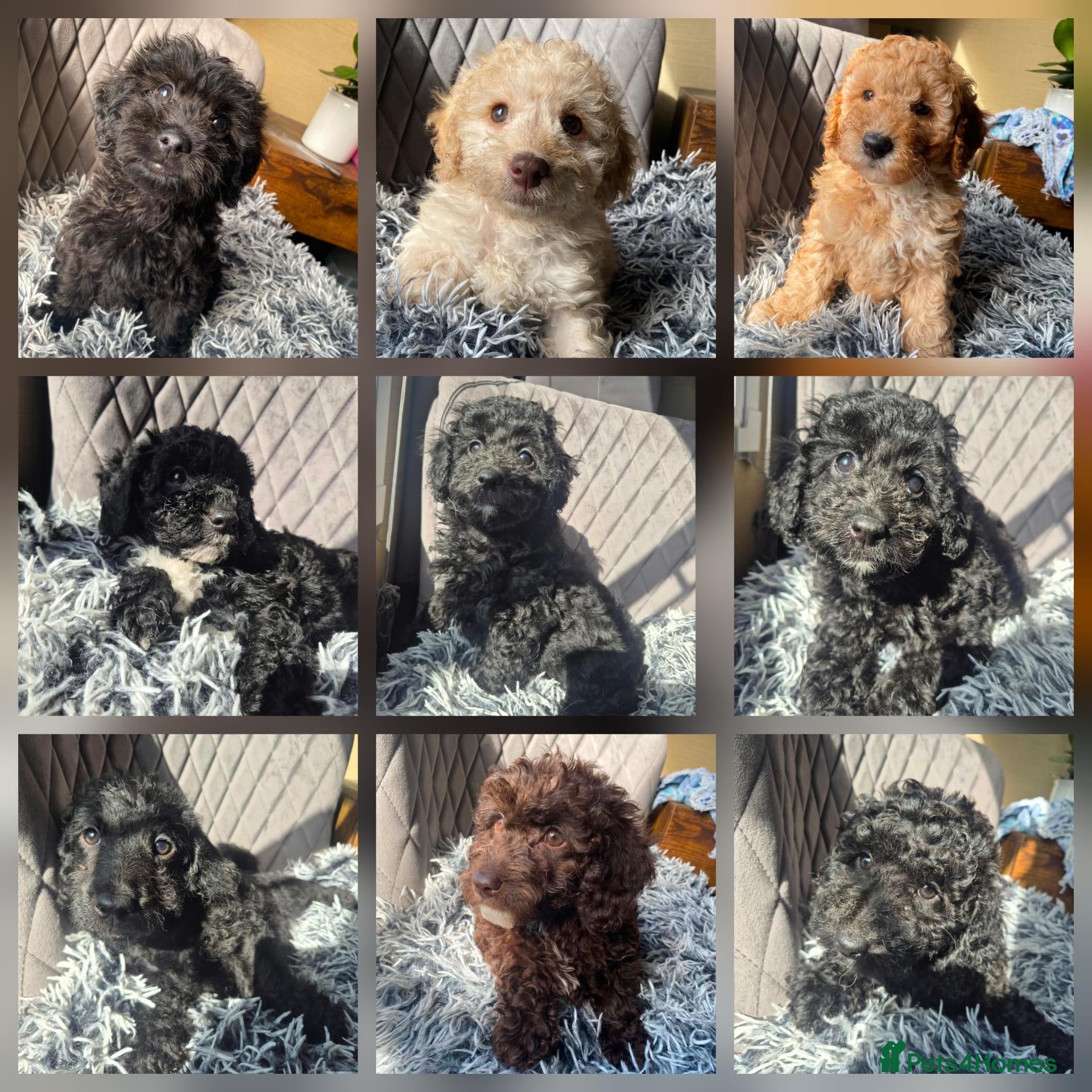 Labradoodle dogs Stunningly beautiful Miniature Labradoodles !  - Advert 1