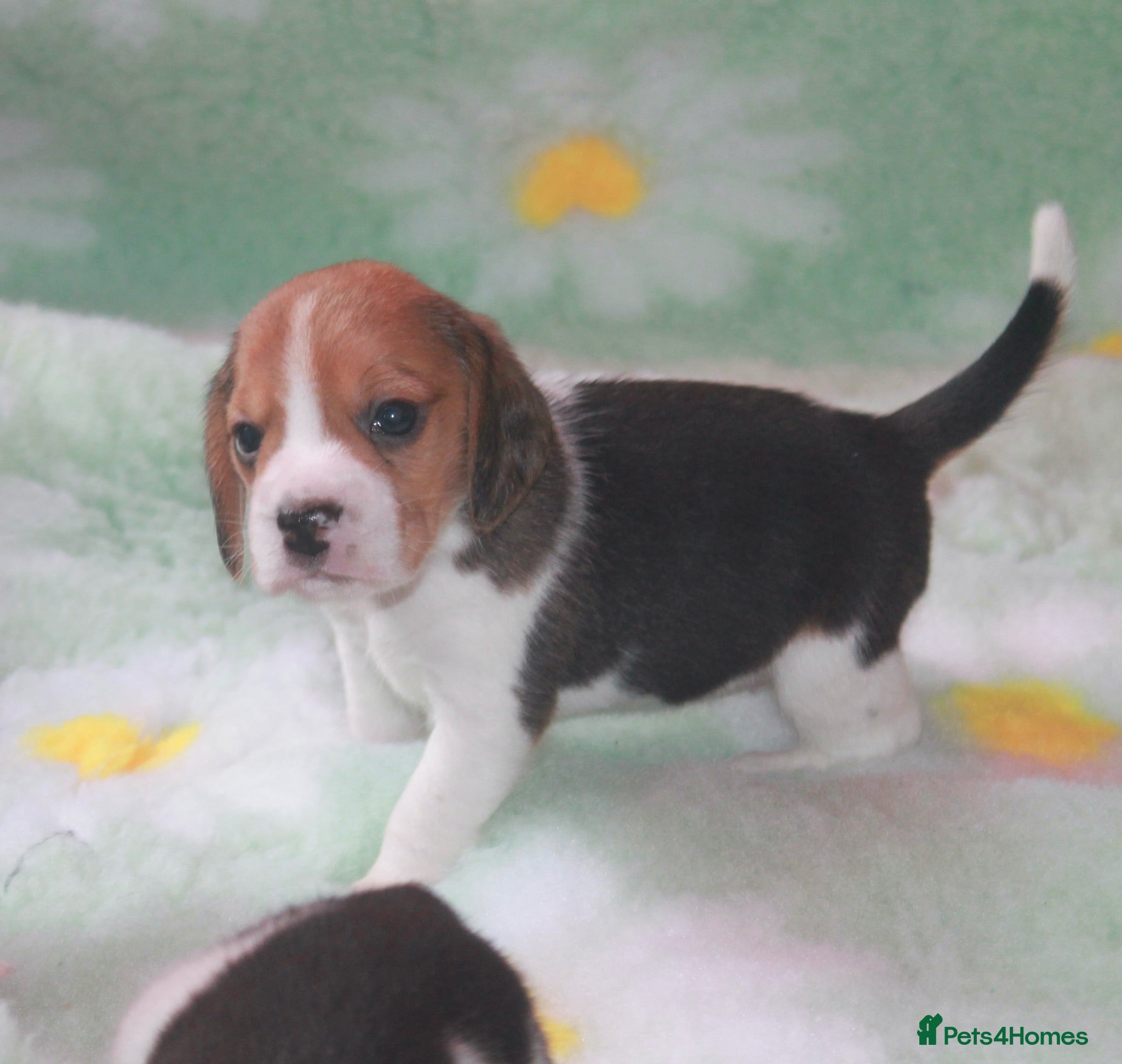 Beagle dogs KENNEL CLUB REG BEAGLE GIRL PUPPIES - Advert 1