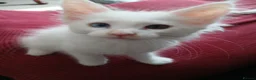 Maine Coon cats for sale: Maine Coon Kittens for Sale - Advert 2