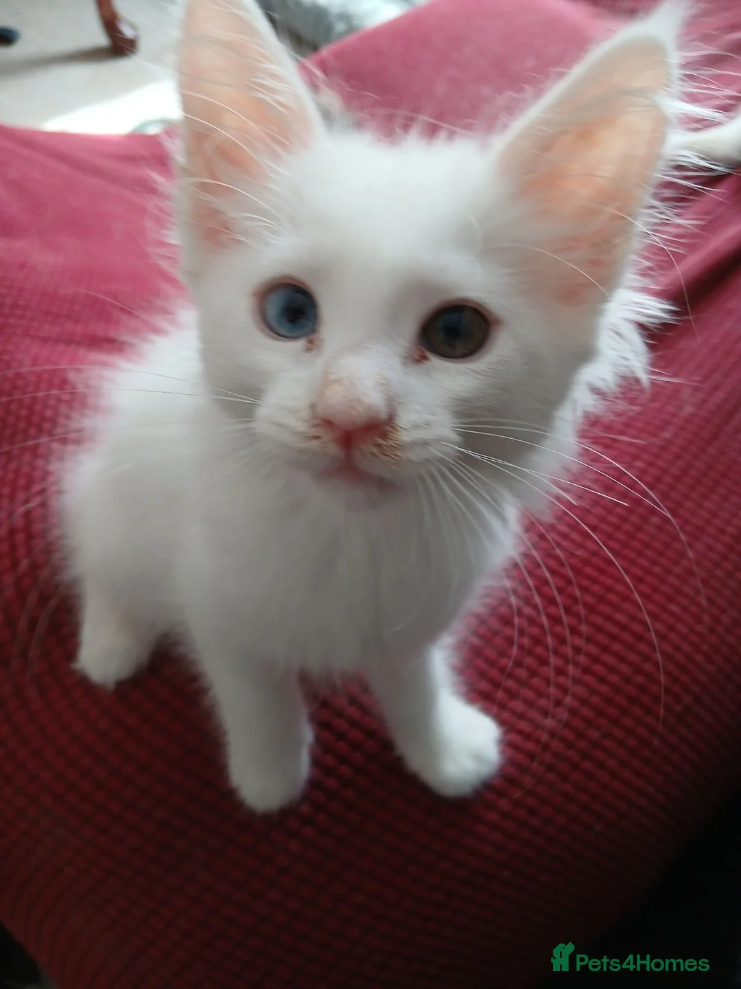 Maine Coon cats for sale: Maine Coon Kittens for Sale - Advert 2