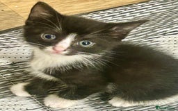 Mixed Breed cats for sale: 3 cute black and white kitten  - Image 6