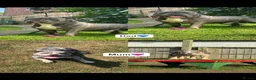 American Bully dogs for sale: 2 beautiful pocket bully puppies  - Advert 2