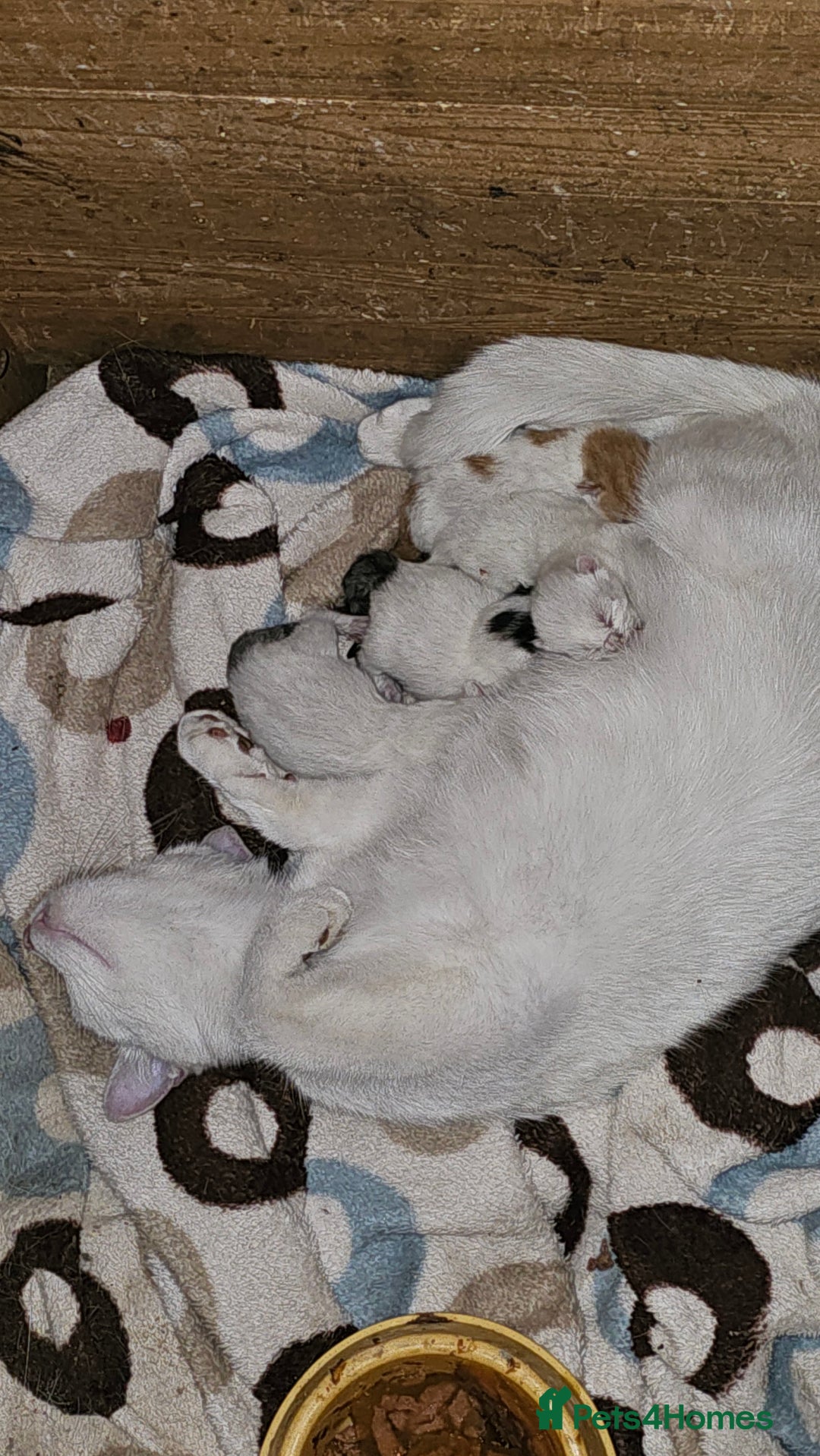 Mixed Breed cats for sale:  🐾 Adorable Kittens Ready for Loving Homes 🐾 - Image 29