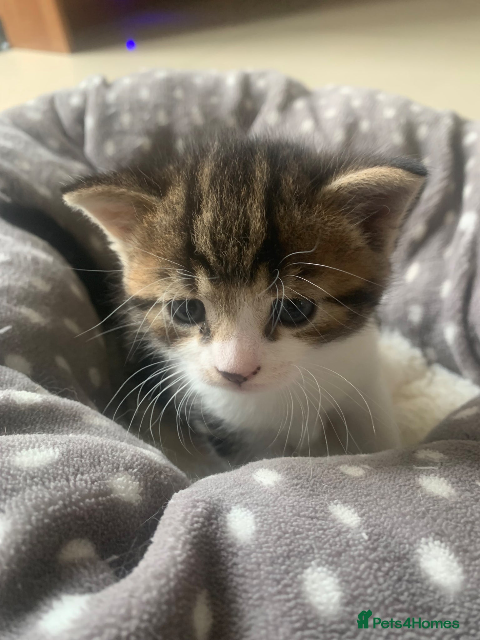 Mixed Breed cats for sale: Shorthair Tabby’s mixed breed in Solihull - Advert 17
