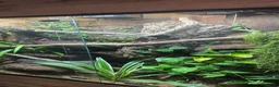 Snake reptiles for sale: Hog Island Boa in Knutsford - Advert 5