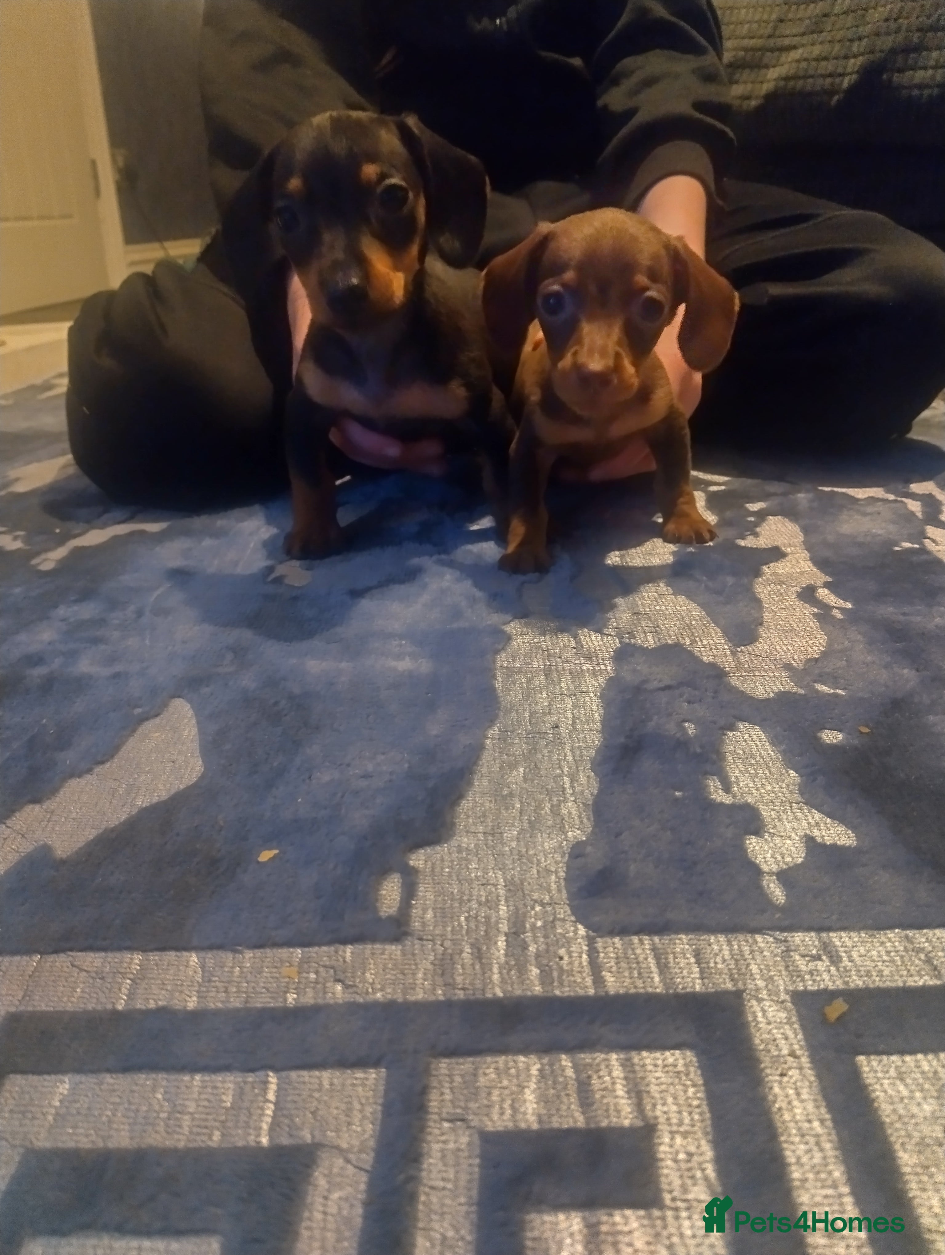 Miniature Dachshund dogs Miniature dachshund puppies - Advert 8