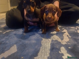 Miniature Dachshund dogs Miniature dachshund puppies - Advert 9