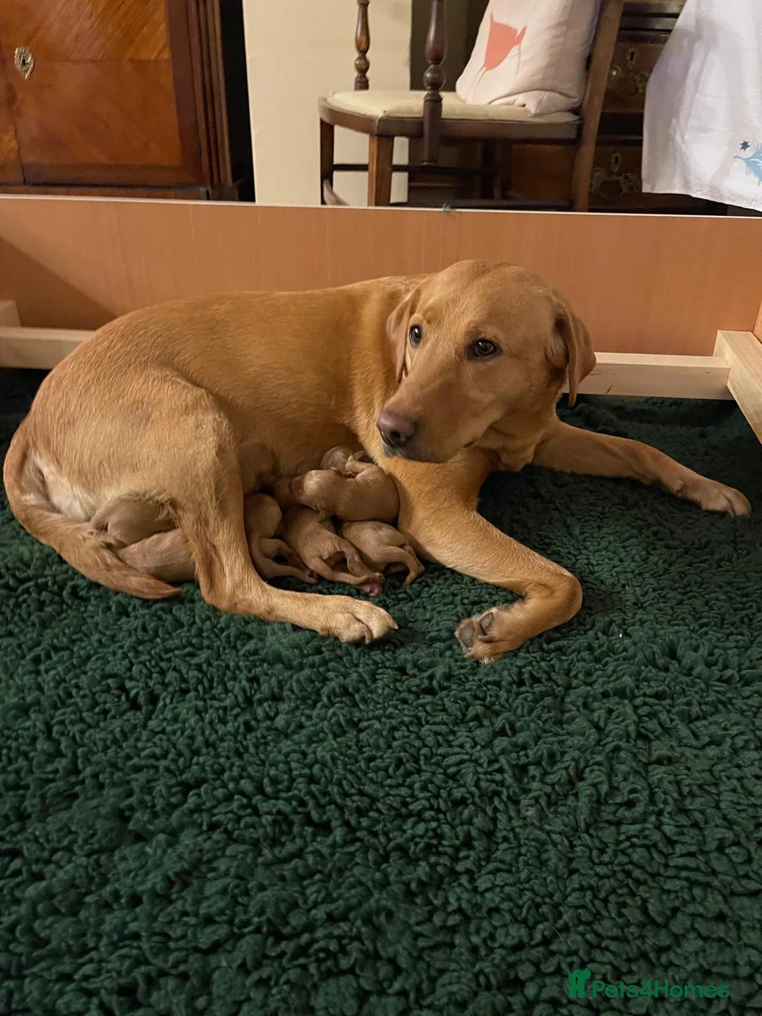 Labrador Retriever dogs for sale: Beautiful KC Labrador puppies - Advert 11