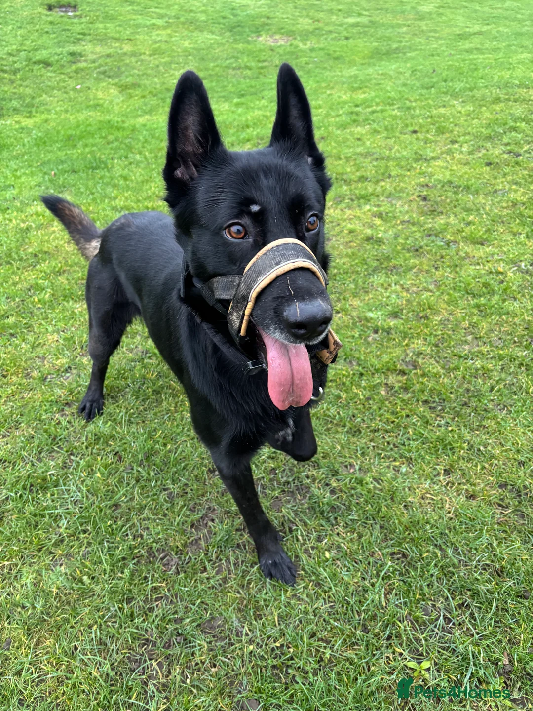 Belgian Shepherd Dog dogs for stud: Belgium malinois  - Advert 7