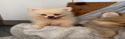 Pomeranian dogs for sale: Pomeranian Puppies  - Advert 12