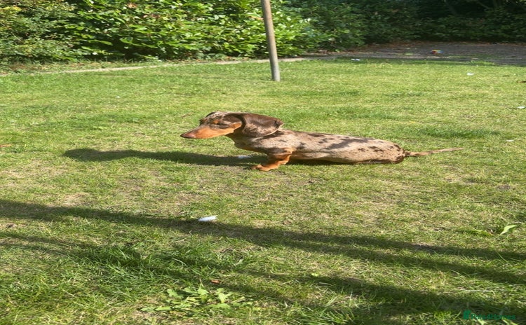 Miniature Dachshund dogs - Advert 6