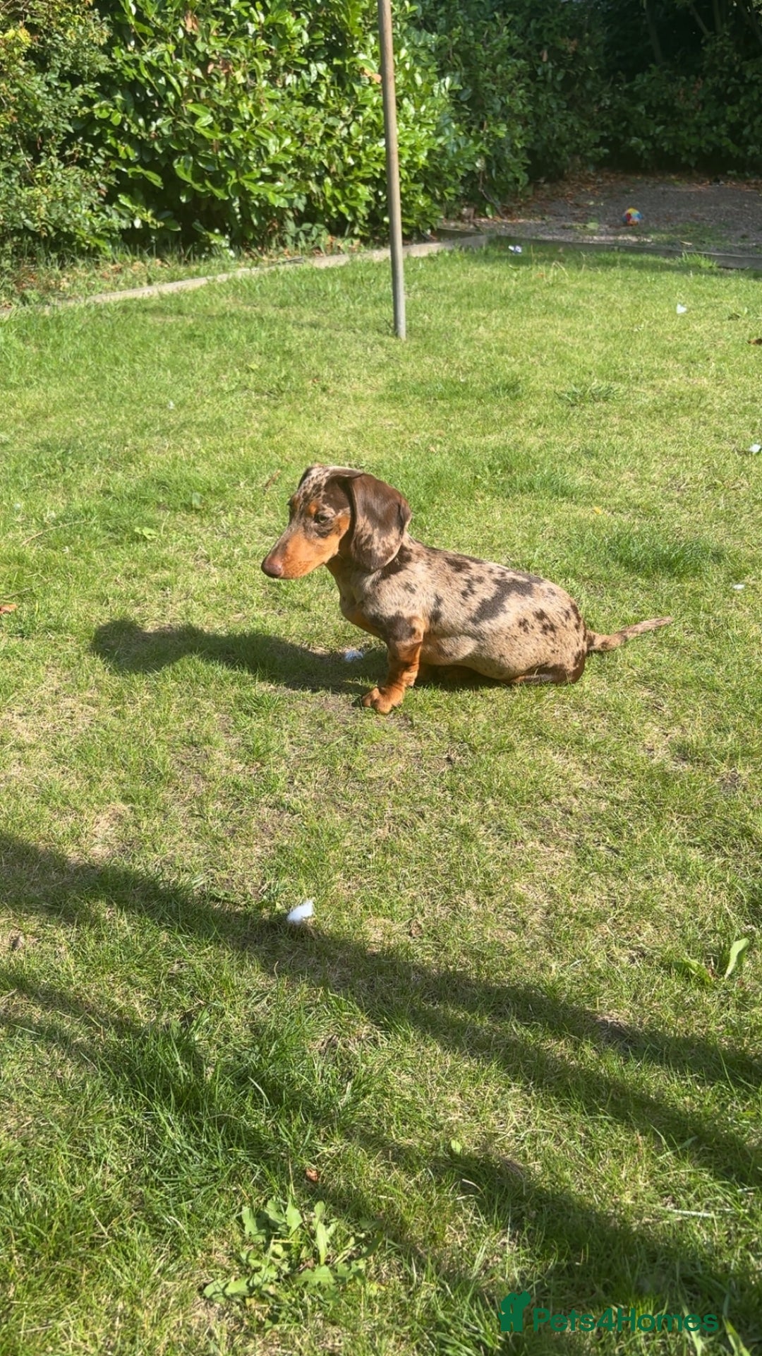 Miniature Dachshund dogs for sale: Miniture dachshund  - Image 1