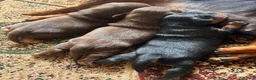 Jackshund dogs for sale: Miniature Dachshund x JR Puppies - Advert 2