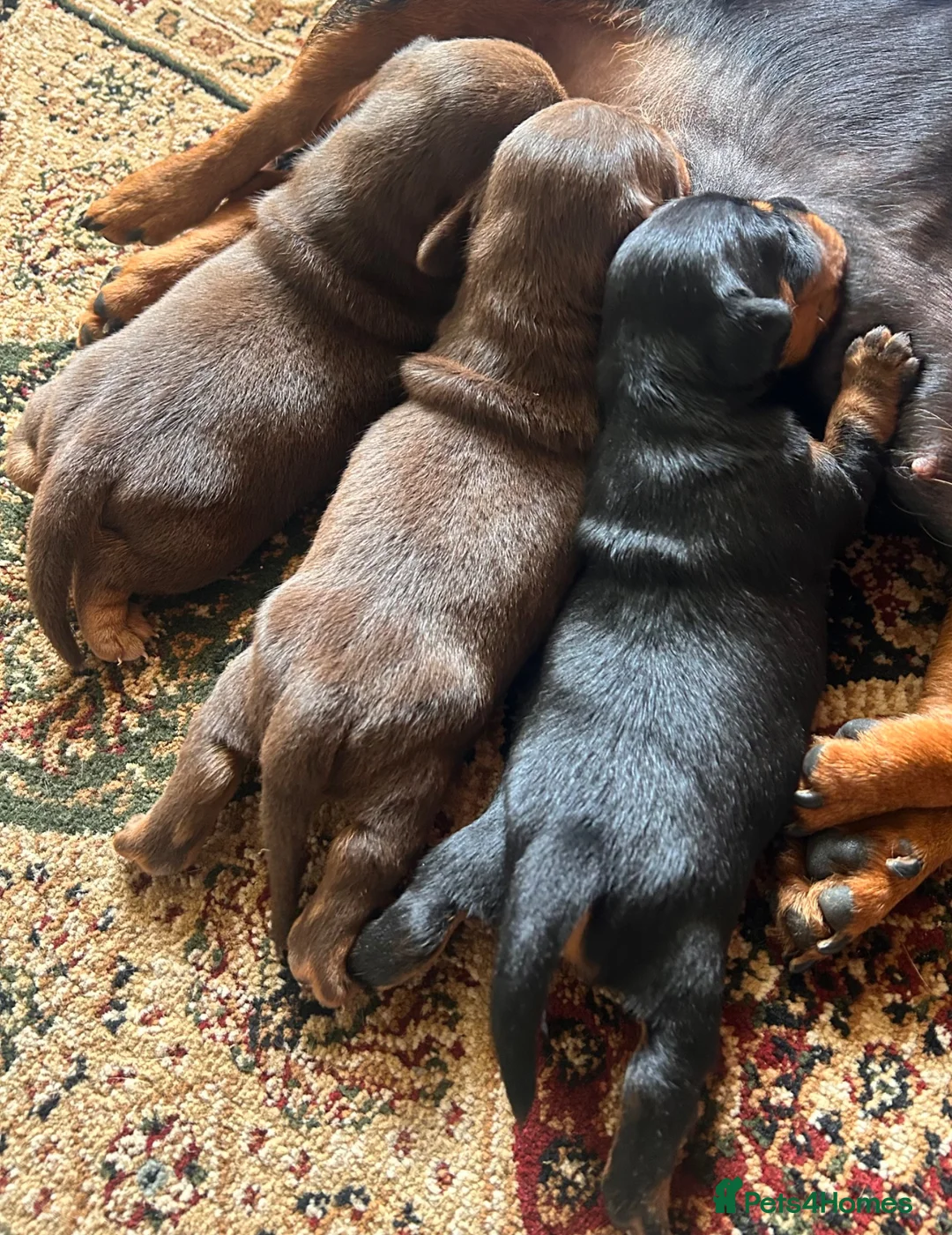 Jackshund dogs for sale: Miniature Dachshund x JR Puppies - Advert 2