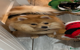 Pomeranian dogs for sale: Stunning litter of Pomeranian's  - Advert 8