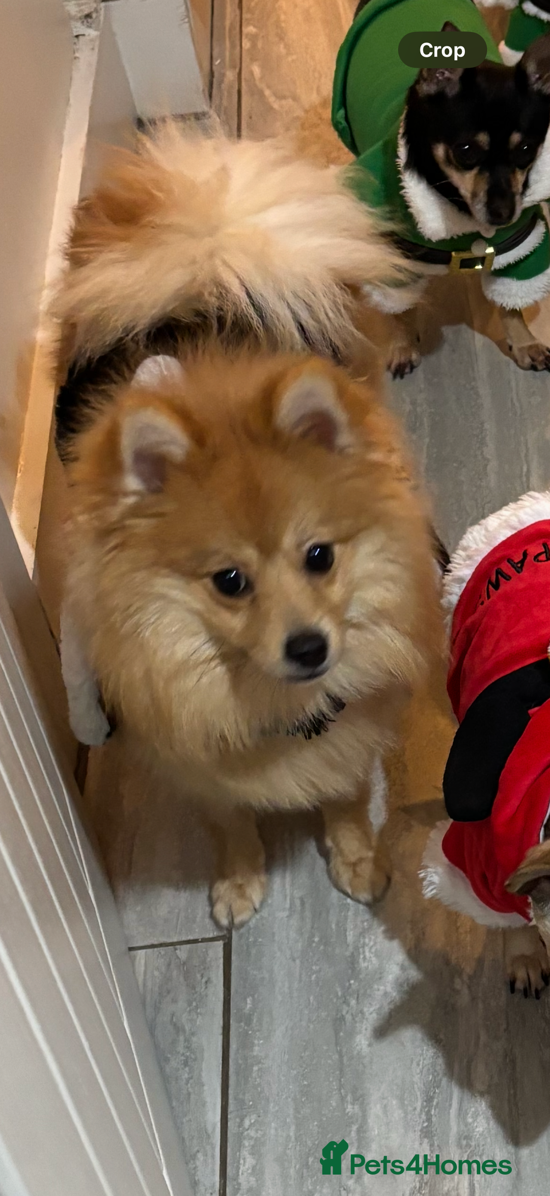 Pomeranian dogs for sale: Stunning litter of Pomeranian's  - Advert 8