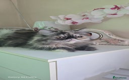 Persian cats for sale: Two beautiful MALE kittens 🐈‍⬛ 🐈‍⬛  - Image 10