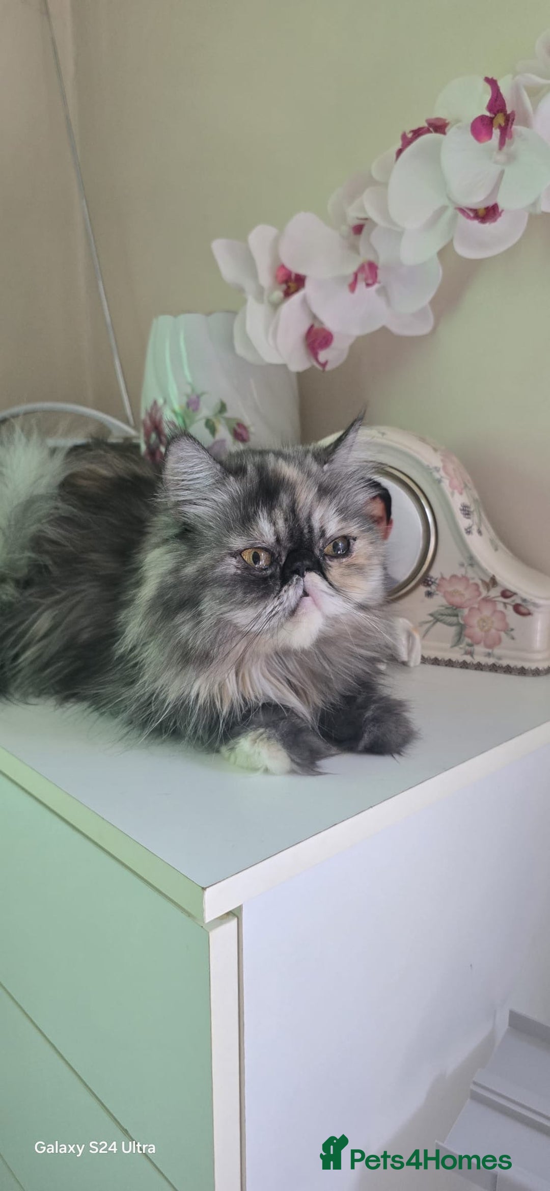 Persian cats for sale: Two beautiful MALE kittens 🐈‍⬛ 🐈‍⬛  - Image 10
