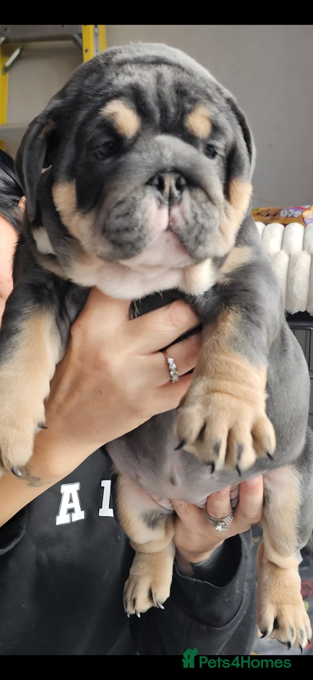 English Bulldog dogs Litter of 2 remaining Female Blue English Bulldogs - Advert 4