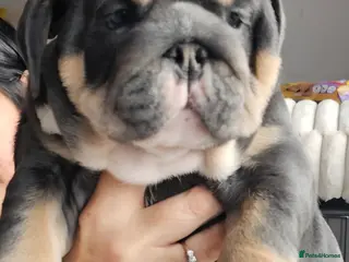 English Bulldog dogs Litter of 2 remaining Female Blue English Bulldogs - Advert 4
