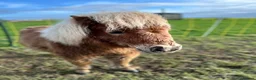 Shetland pony horses for sale: Adorable Miniature Shetland in Looe - Advert 13