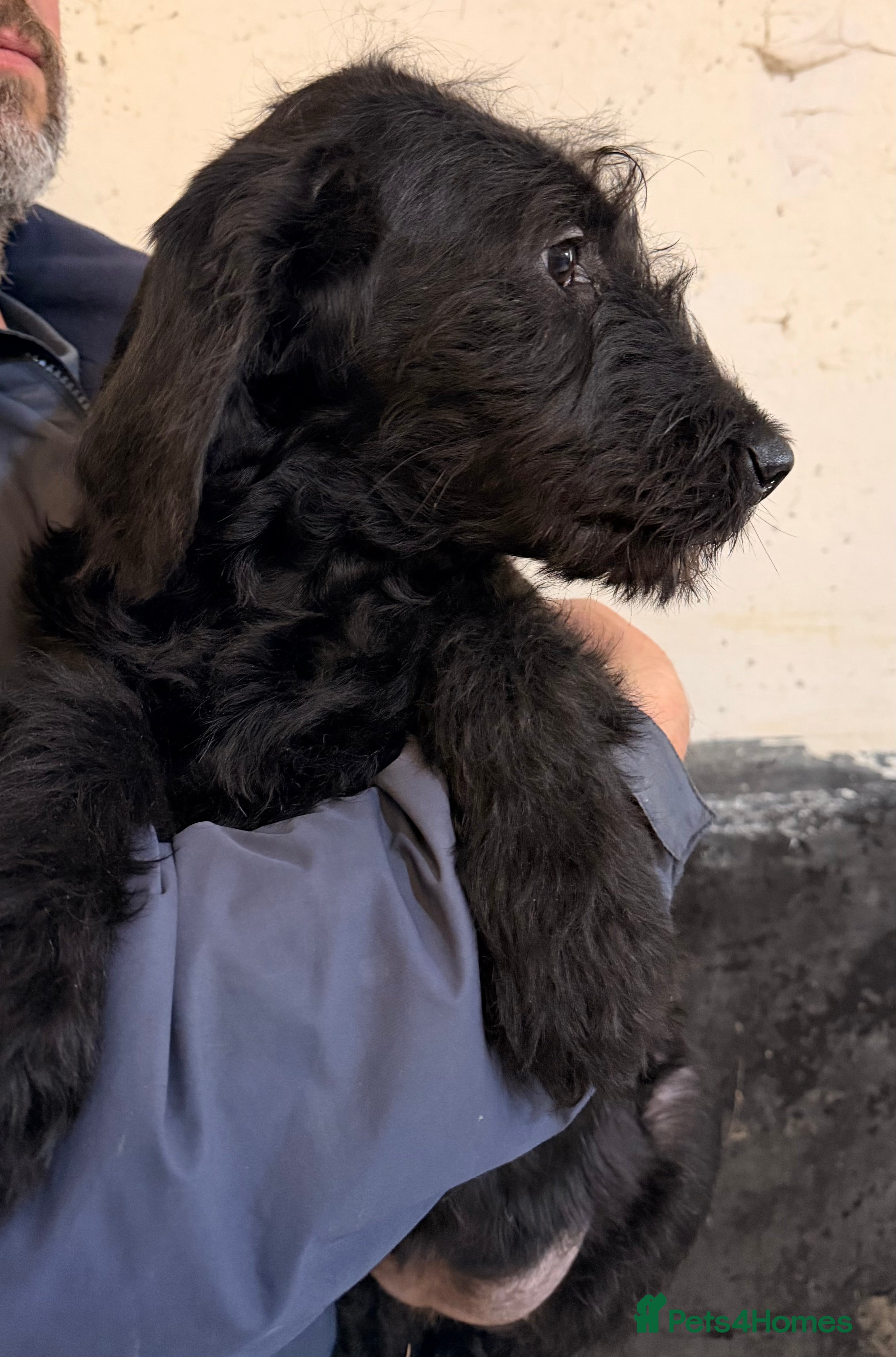 Labradoodle dogs F1 standard labradoodles  - Advert 3