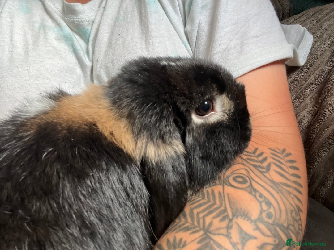 Mini Lop rabbits for sale: Mini Lop boy Socks - Image 3