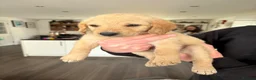 Labradoodle dogs for sale: Labradoodle (Double Doodle) - Advert 12