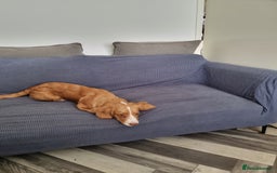Mixed Breed dogs for sale: 4 month old female cocker spaniel X, new home - Image 3