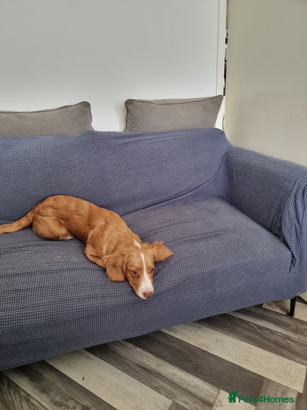Mixed Breed dogs for sale: 4 month old female cocker spaniel X, new home - Image 3