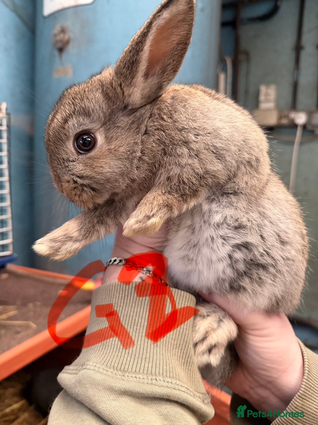 Mixed Breed rabbits for sale: Lop plush baby rabbits 3x girls 2x boys in Penrith - Advert 2