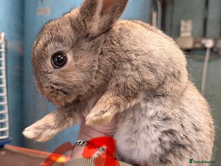 Mixed Breed rabbits plush baby rabbits 1 x girl and 2x boys - Advert 9