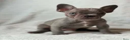 French Bulldog dogs for sale: Final gorgeous  male frenchie left  - Advert 2