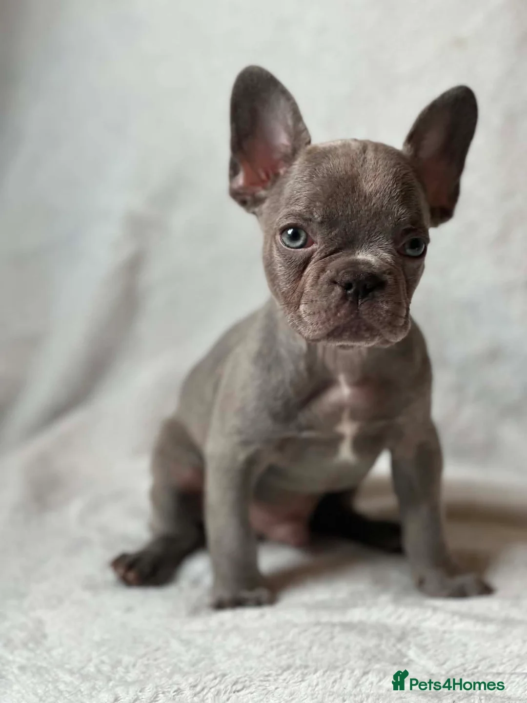 French Bulldog dogs for sale: Final gorgeous  male frenchie left  - Advert 2