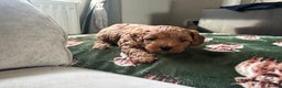 Cavapoo dogs for sale: Stunning cavapoo  - Advert 4