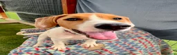 Mixed Breed dogs for adoption: Cute Hector - Advert 14