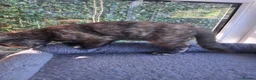 Mixed Breed cats for sale: Gorgeous Tortoiseshell and ghost tabbies 😻 - Advert 11