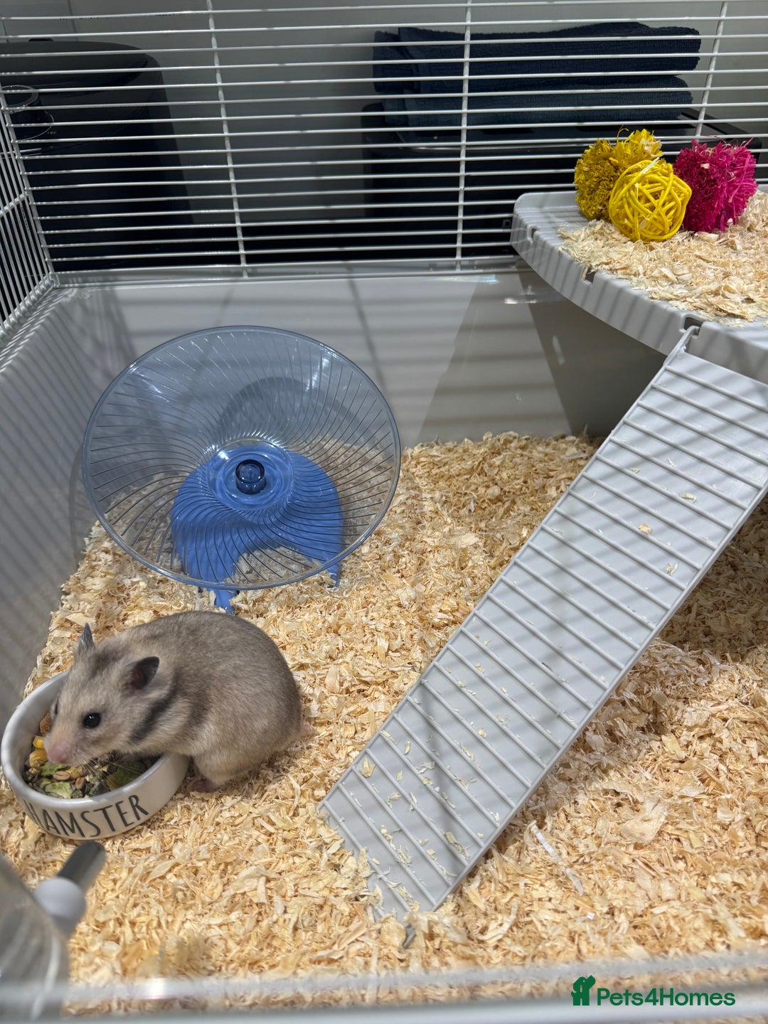 Hamster rodents for sale: Syrian hamster  - Image 7