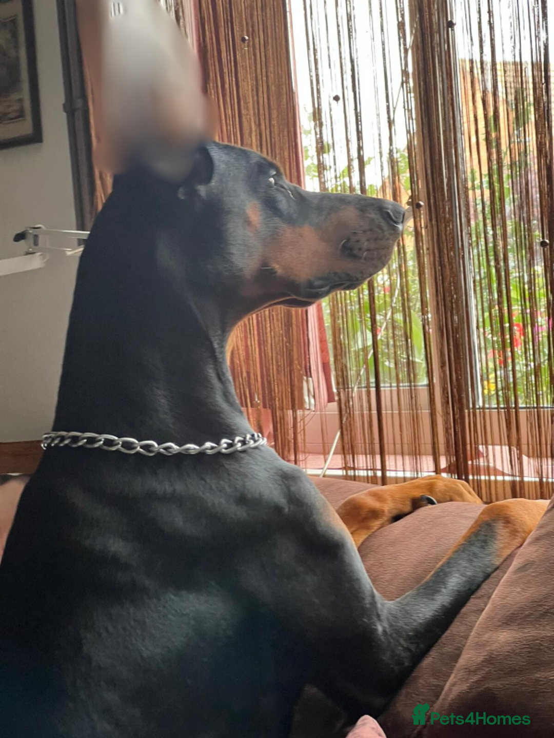 Dobermann dogs for sale: 🌟🌟KC Dobermanns - 38+ Champions in Bloodline🌟🌟 in London - Image 9
