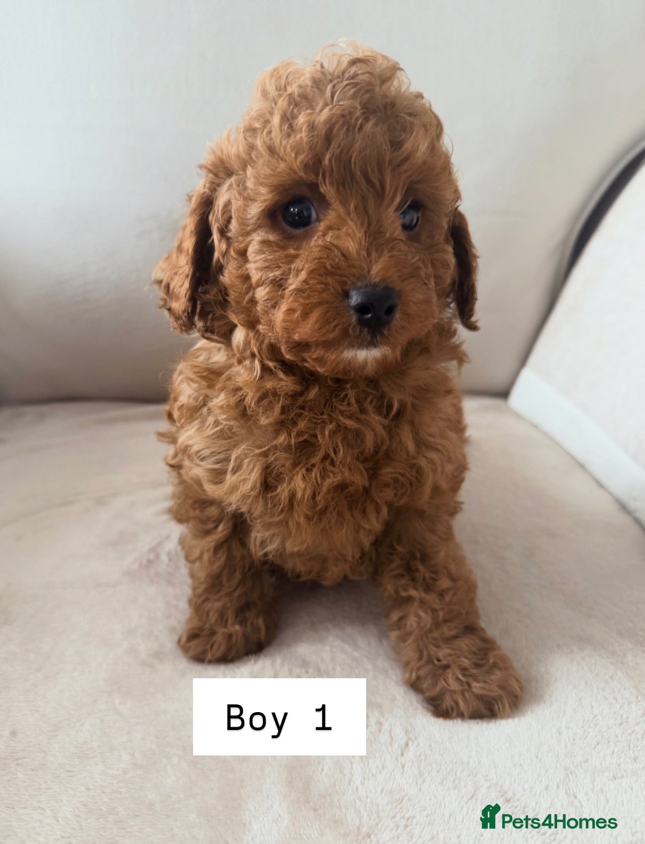 Cavapoo dogs Cavapoo babies 5 star licensed breeder  - Advert 1