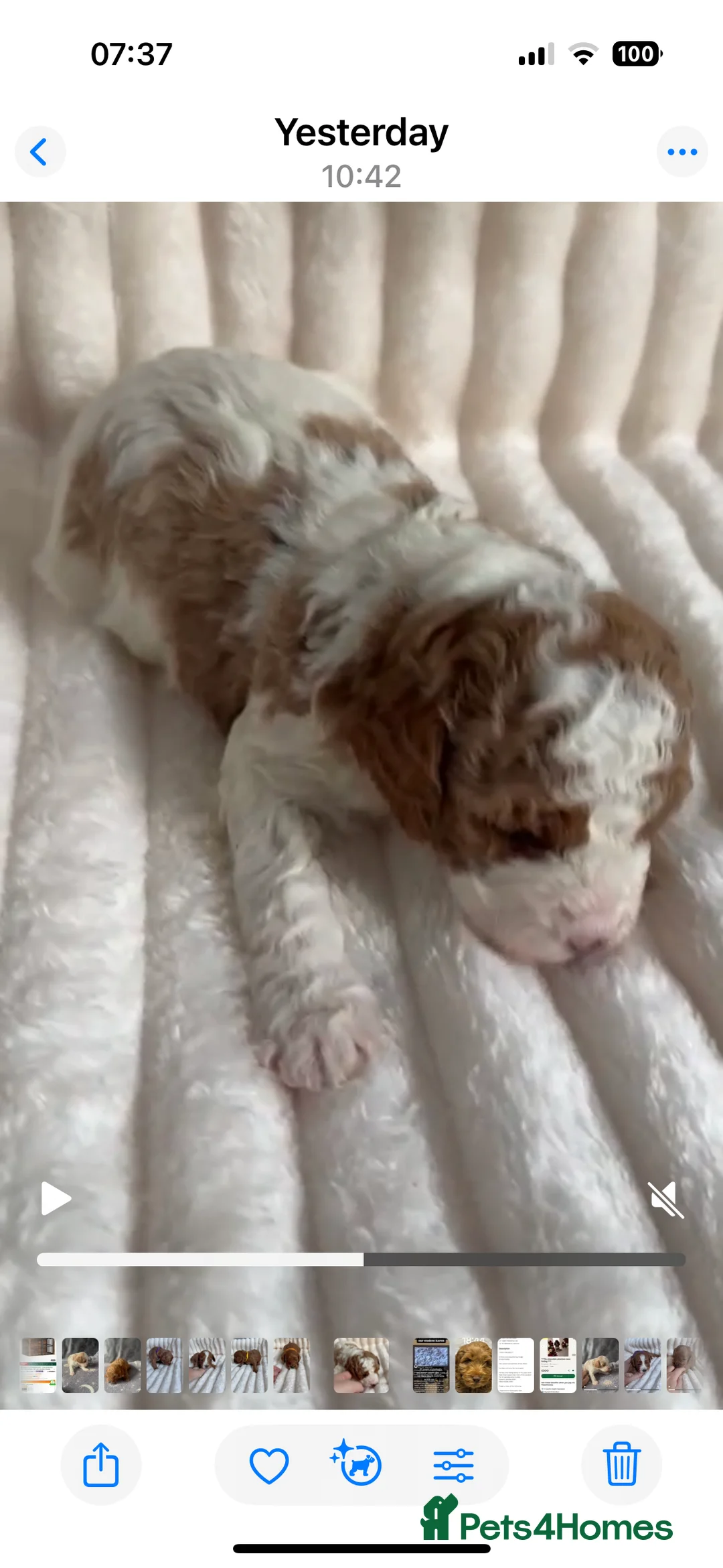 Cavapoo dogs for stud: PROVEN F1 Red Cavapoo stud-DNA Fully health tested - Advert 27